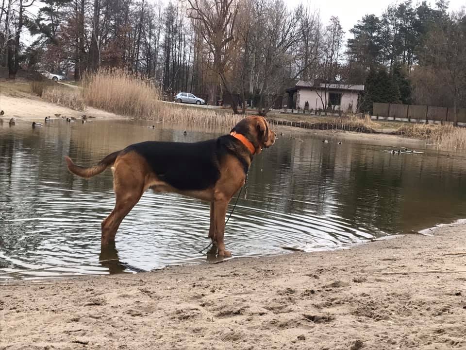 Pozycja wystawowa brodząca :)