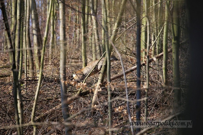 Koziołek.
