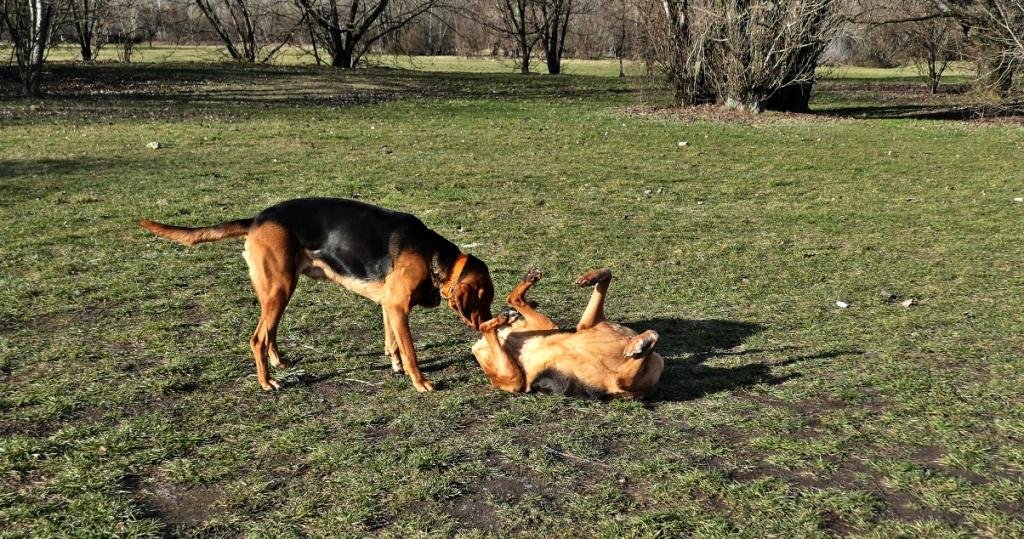 Acanka do góry kołami.