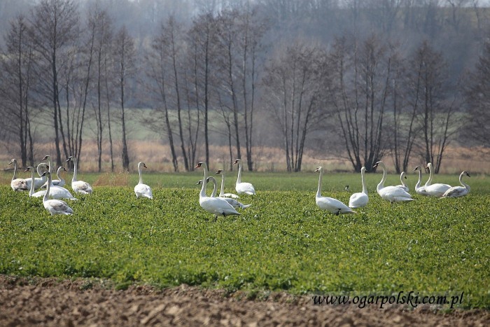 małe-IMG_0155.jpg