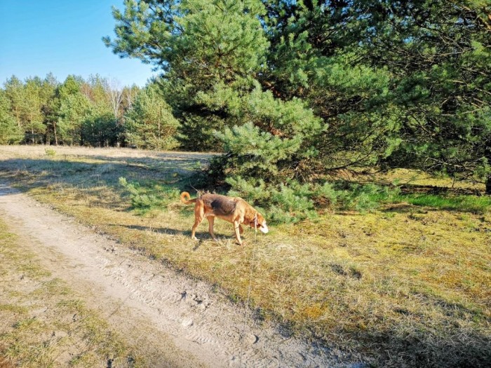 tajga6.jpg