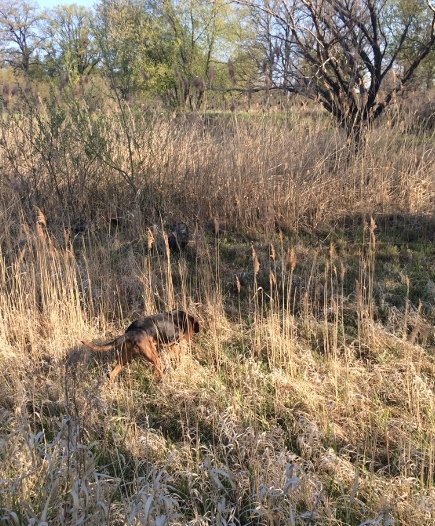 Poraj woli buszować w trzcinach i trawach