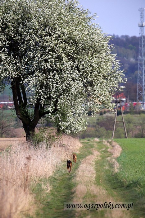 Wracamy