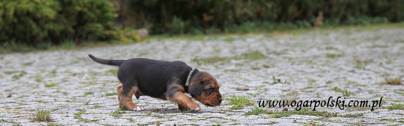 Ares.