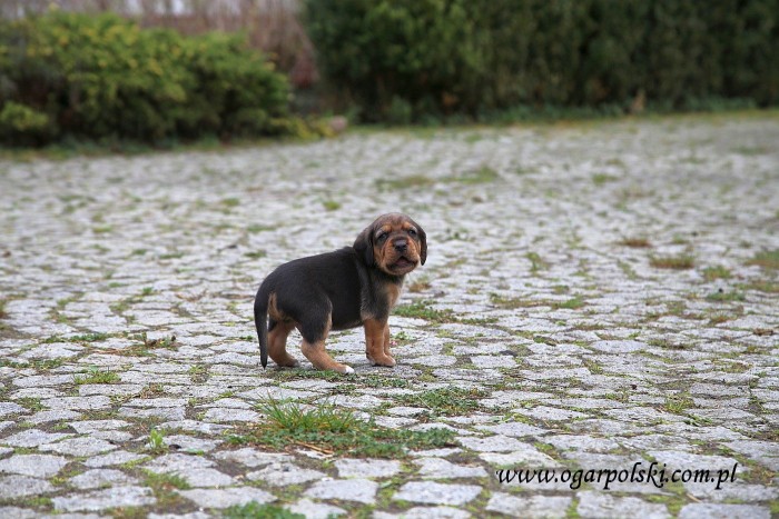 Ares.