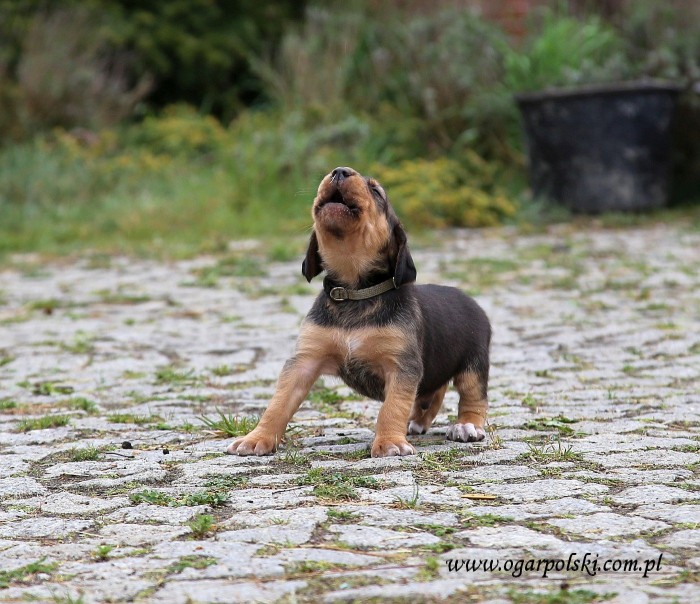Ares, Pomocy!!!
