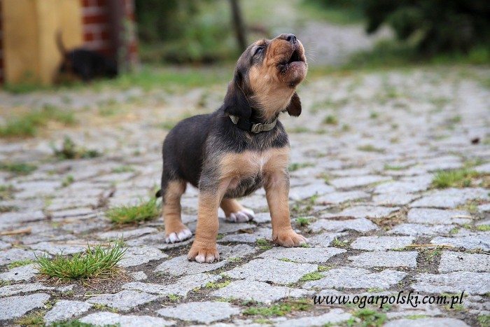 Ares: