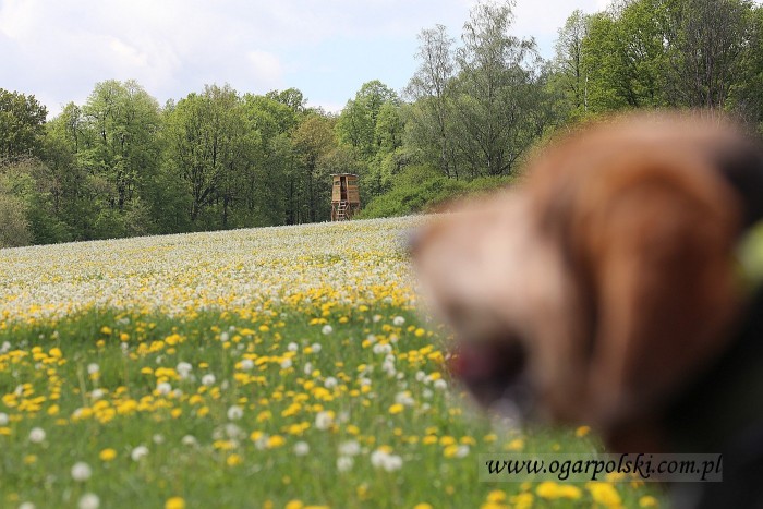 Zajo na foto tapecie.