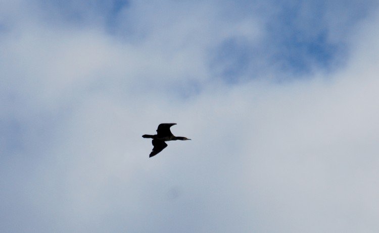 kormoran