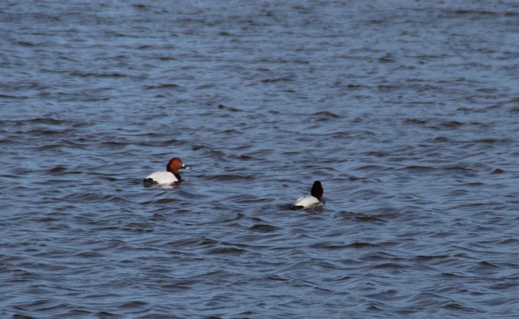 DSC_9787.JPG