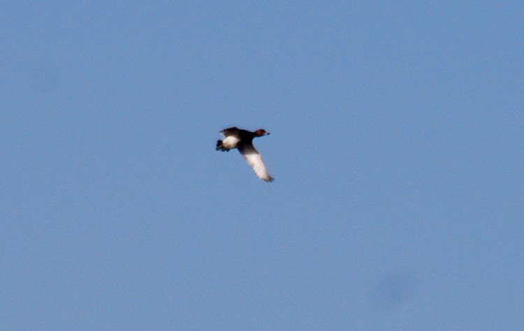 DSC_9799.JPG