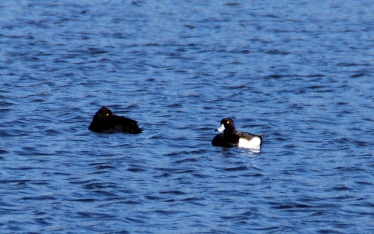 DSC_9847.JPG