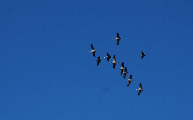 DSC_9858.JPG