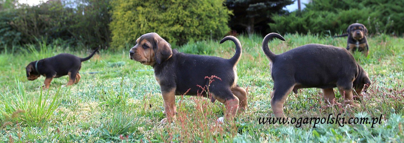 Ares.