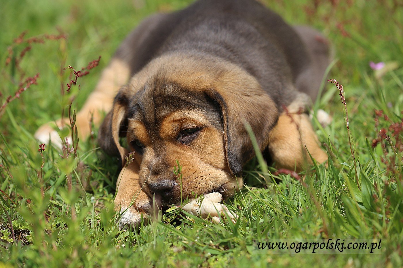Ares