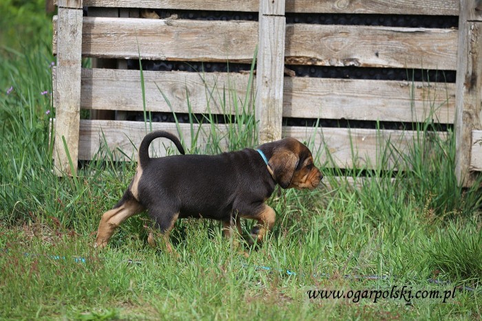 Afra