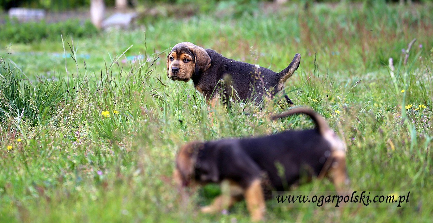 Ares