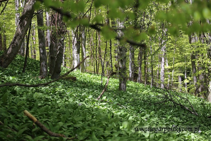 Czosnek niedźwiedzi tam nie jest pod ochroną i można lokalnie kupić pycha pesto.