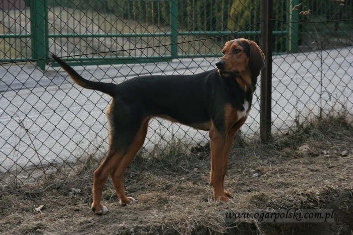 Szanta.