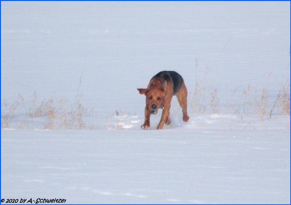 Diesel-im-Schnee_prot.jpg