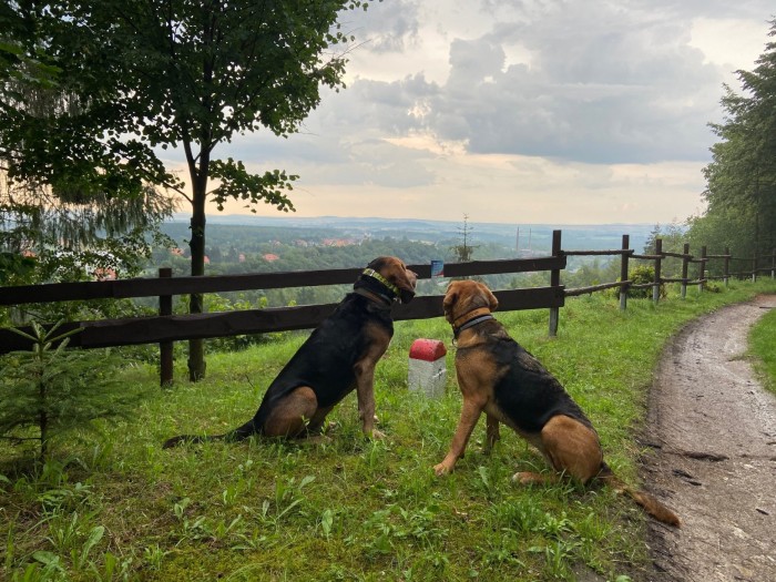 Nasza ulubiona trasa spacerowa i widok na Niemczańskie Wzgórza.