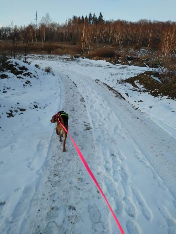 Linka na śniegu