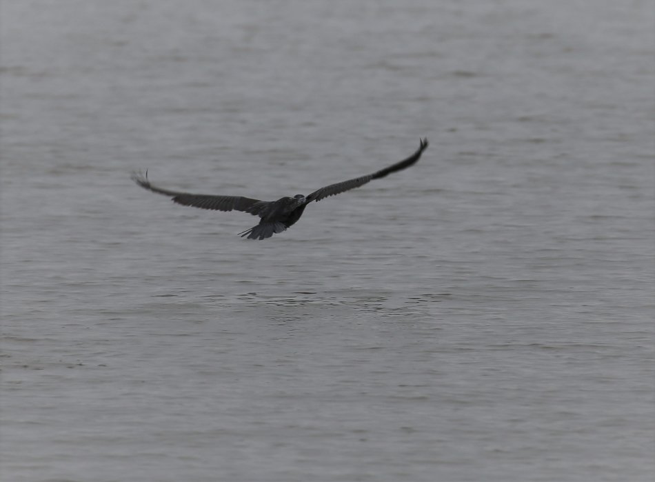 Kormoran.