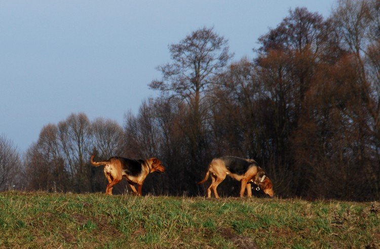 DSC_1785.JPG