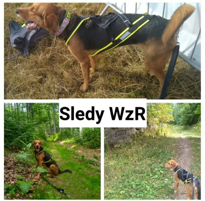 Sledy