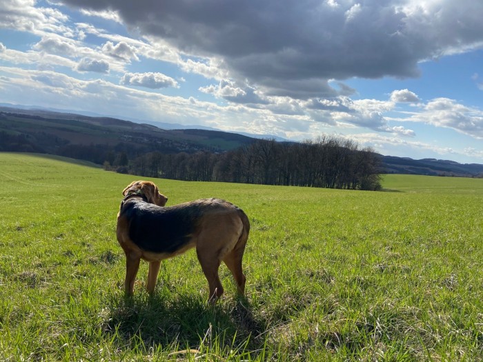 Piękne niebo, brzydki ogar.