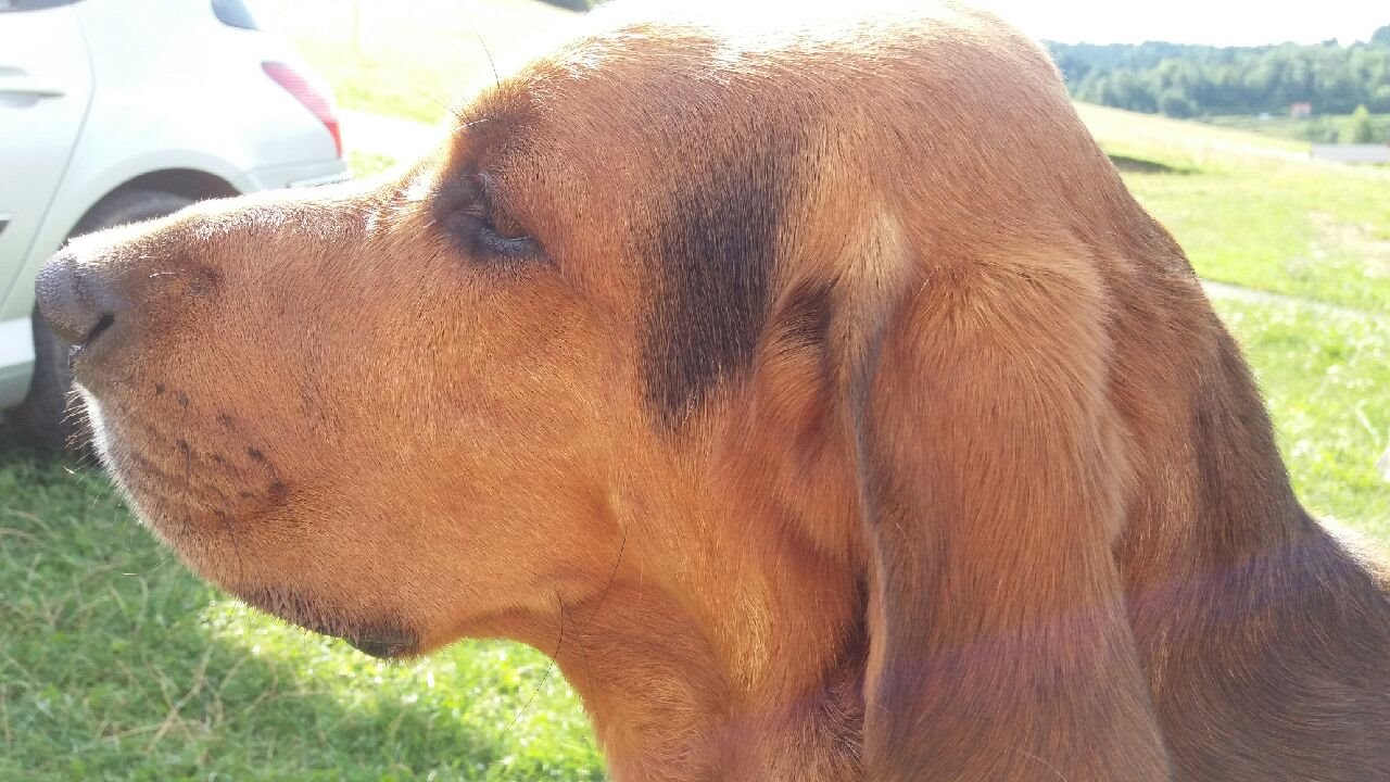 Resized_20170727_085552001.jpeg