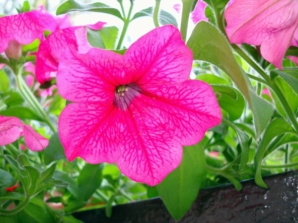DSC05785_resize.JPG