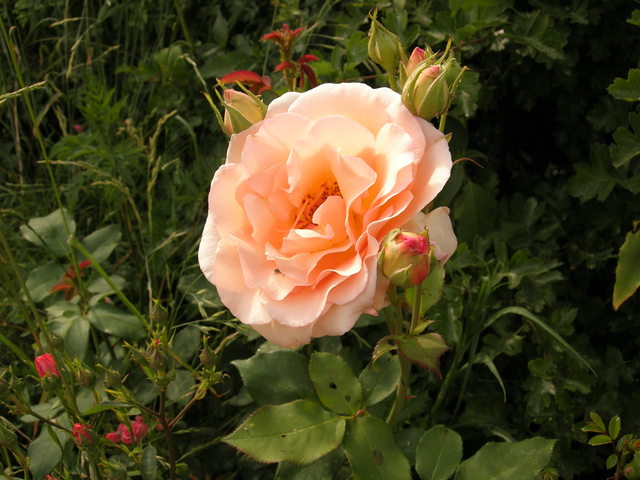 dscn3192.jpg