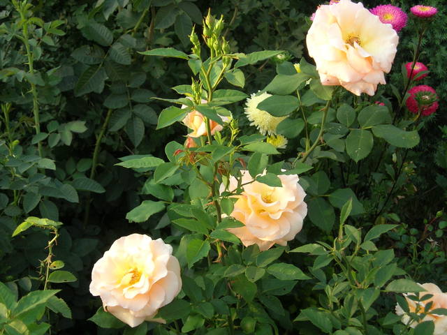 dscn2247.jpg