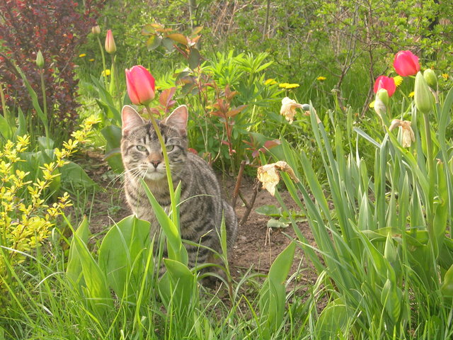 tulipanowy Buruś