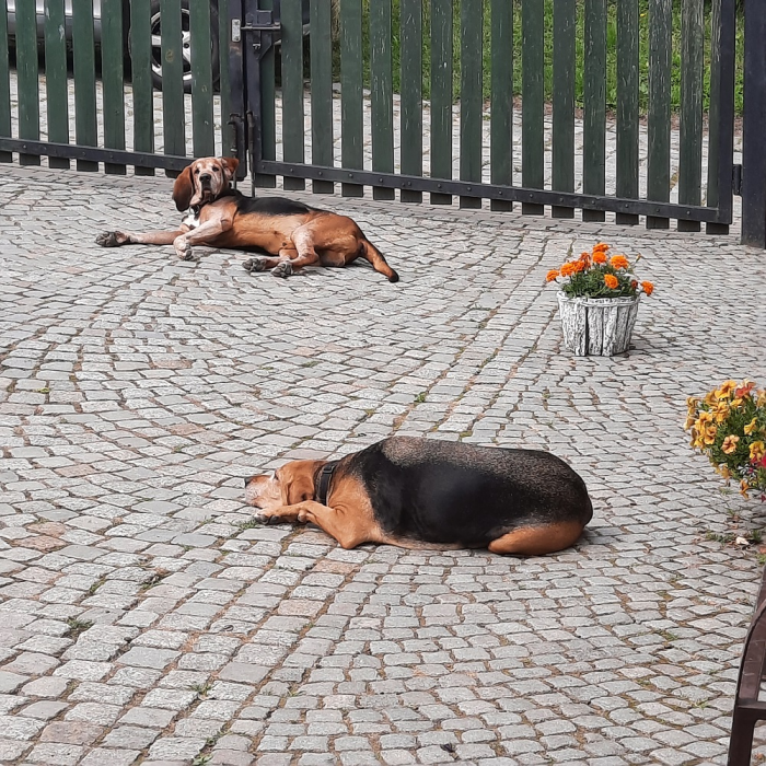 Błogie lenistwo