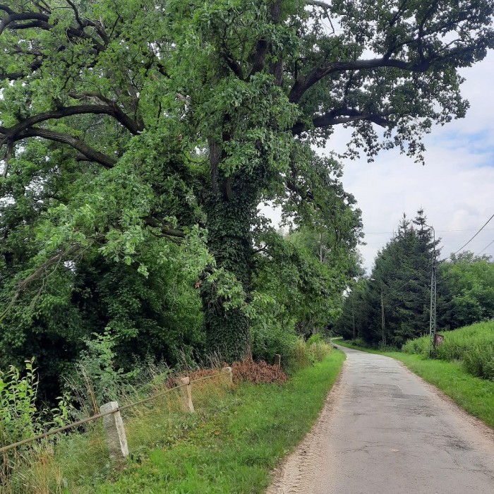 Spacery ulicą Dębową