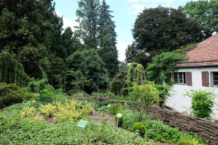 Wojsławice stary park 2.jpg