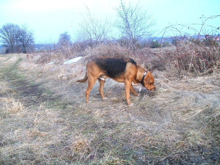 Obraz 002.jpg