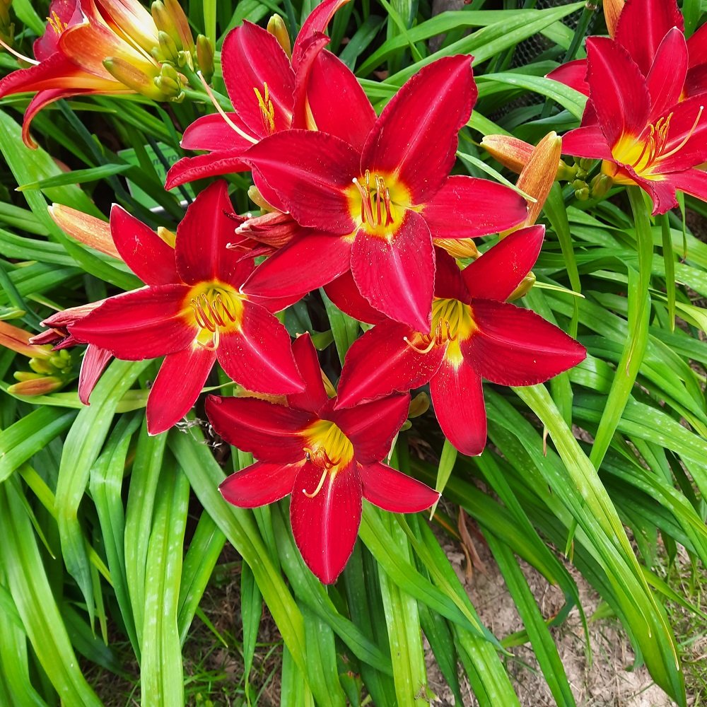 Wojsławice liliowce 5.jpg