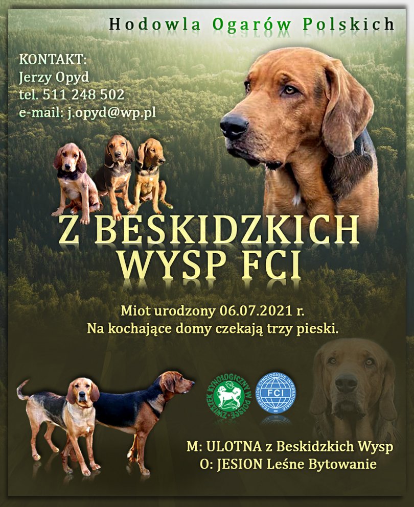 grafika.jpg