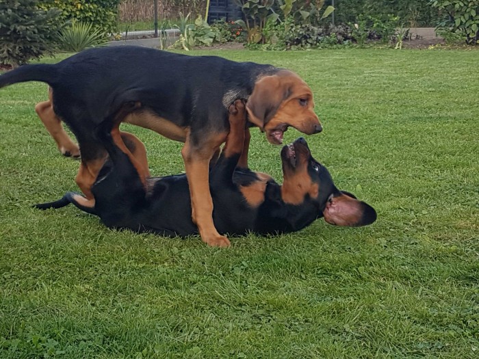 Dominant ( w dole Kotlina)