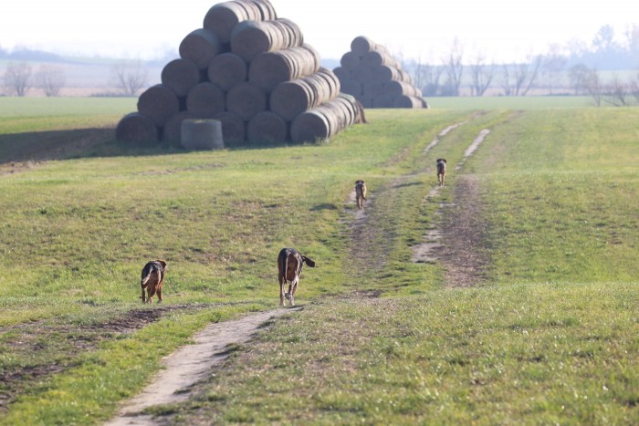 Każde po swojemu kroczy.