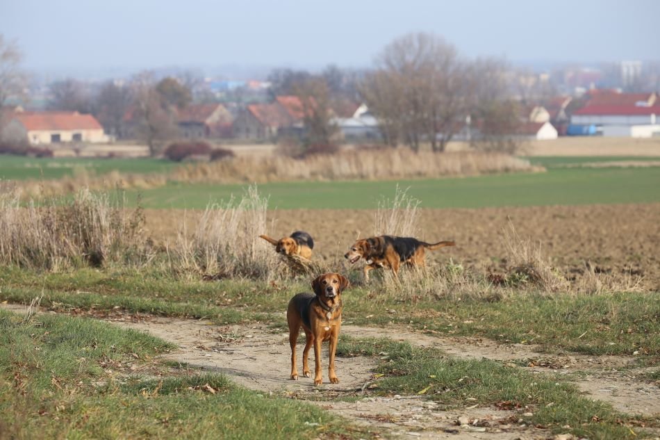 Nie miała koleżanki do galopowania.