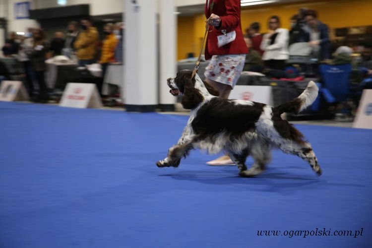 Springer spaniel angielski