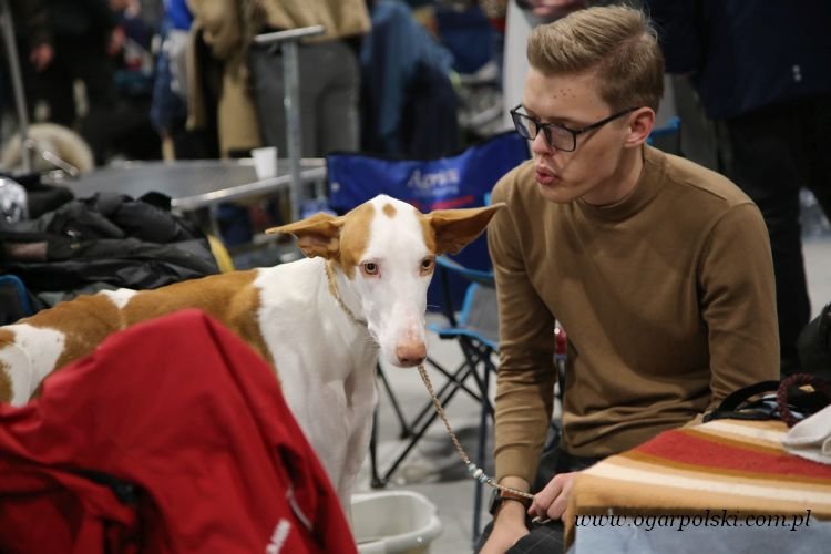 Podenco