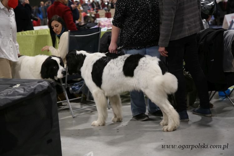 Landseer