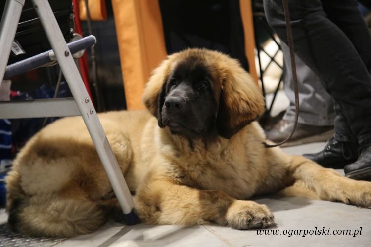Leonberger