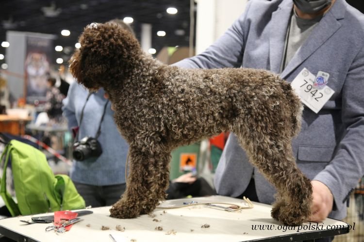 Lagotto romagnolo