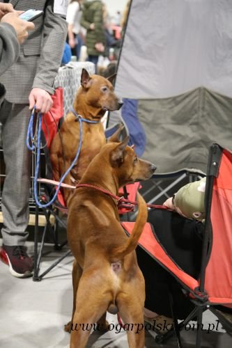 Thai ridgeback